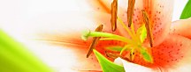 Obraz s kvetmi Panoráma zs18518